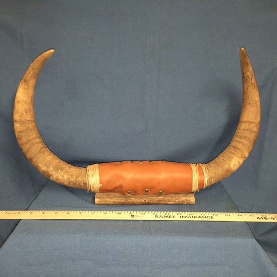 Vintage Mounted Bull Horns