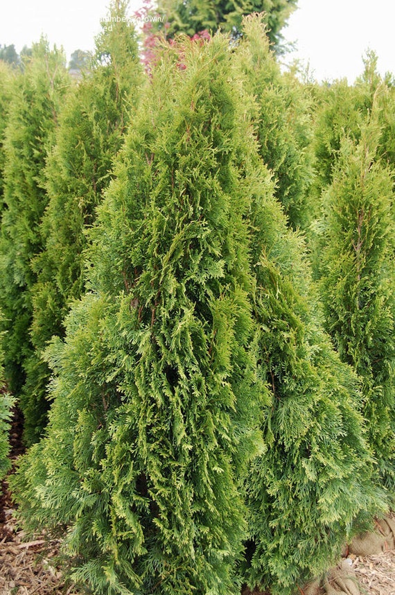 Emerald Green Arborvitae 6 Pk. 2 1/2 Potted Plant