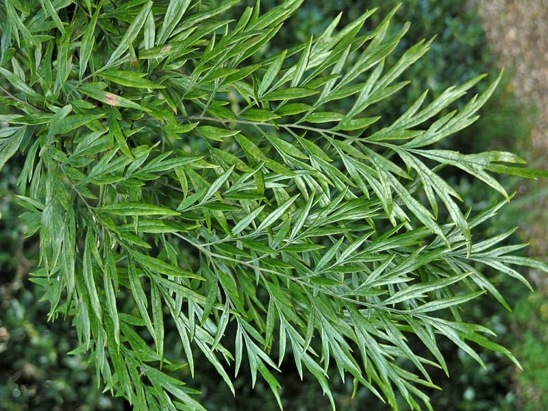 Grevillea Robusta Southern Silky Oak Australian Silver Oak