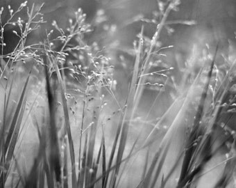 Black and White Photography - Home Decor - Fine Art - Blades of grass - sizes 4x6,5x7, 8x10,8x12,10x15, 11x14, 12x18, 16x20, 16x24 and 20x30