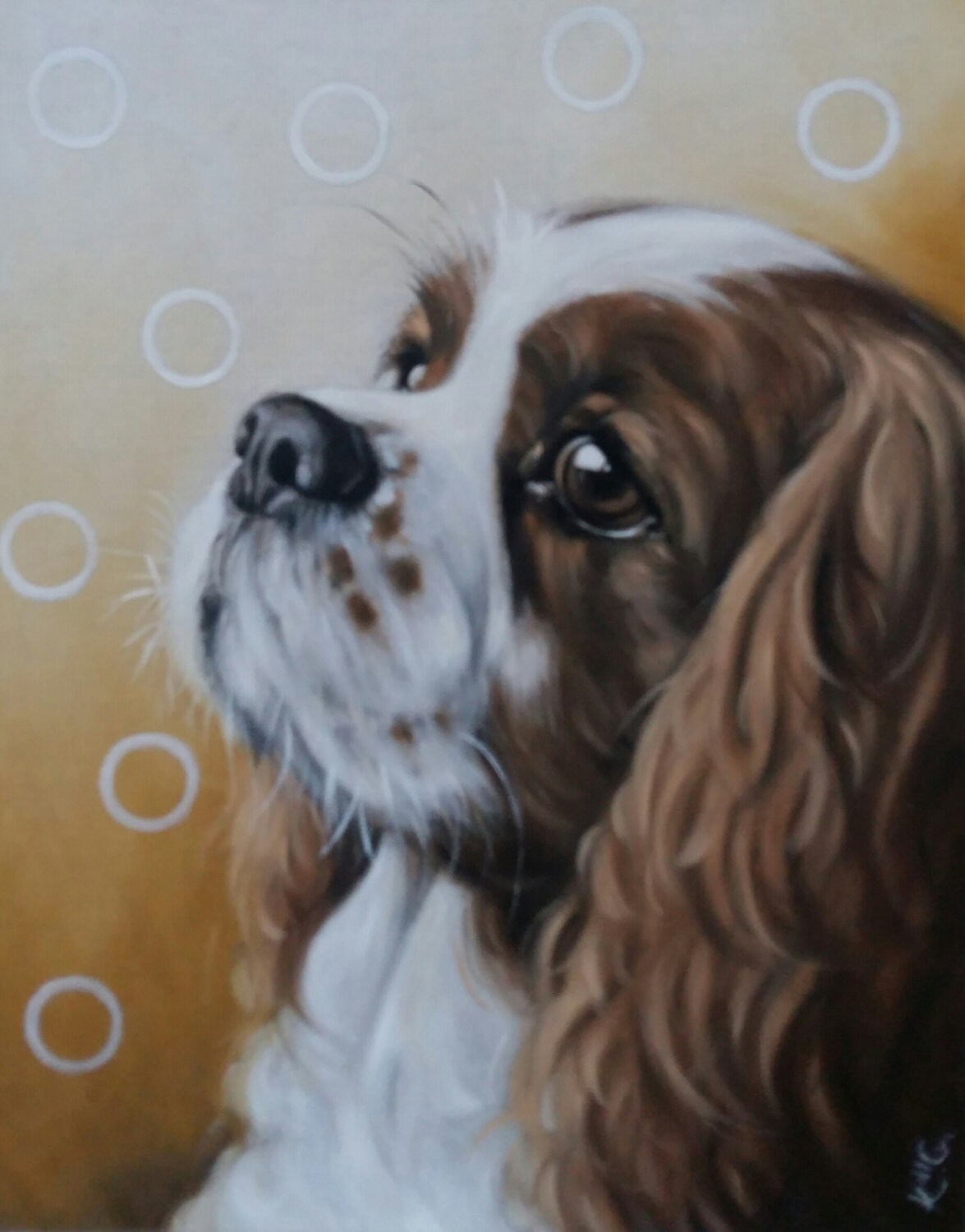 Cavalier King Charles Spaniel