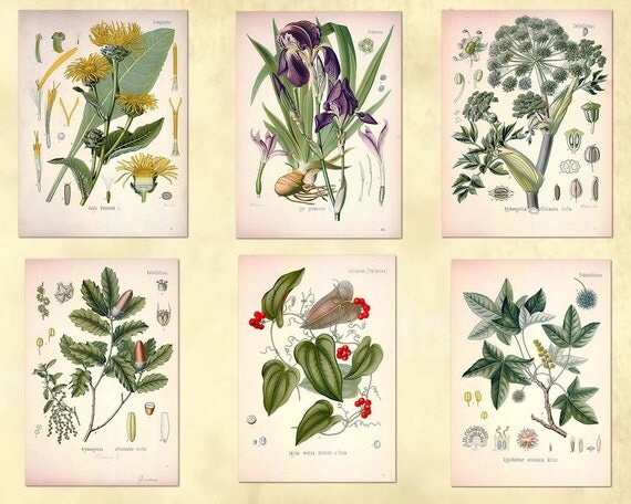 The ultimate collection of 115 Plant illustrations in