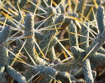 Cylindropuntia ramosissima Pencil Cholla Diamond Cholla CUTTINGS