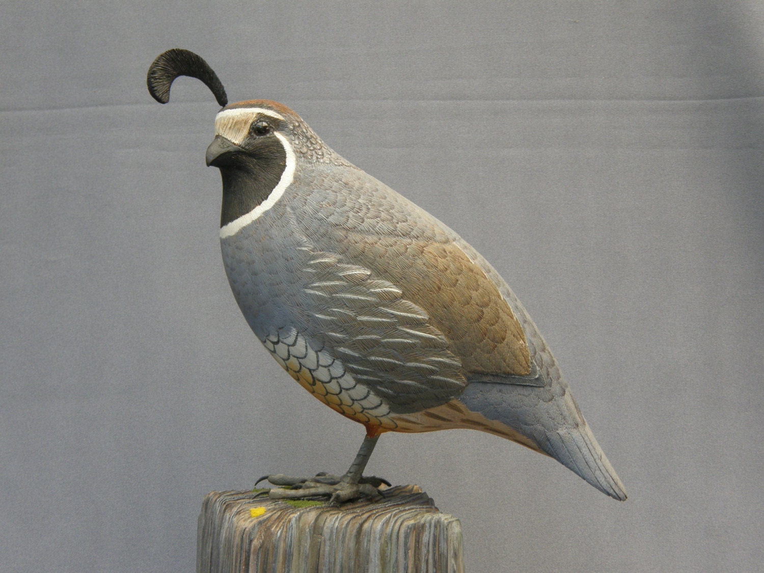 california valley quail california valley quail