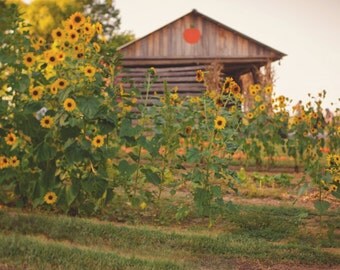 Fall Sunflower Barn Digital Backdrop