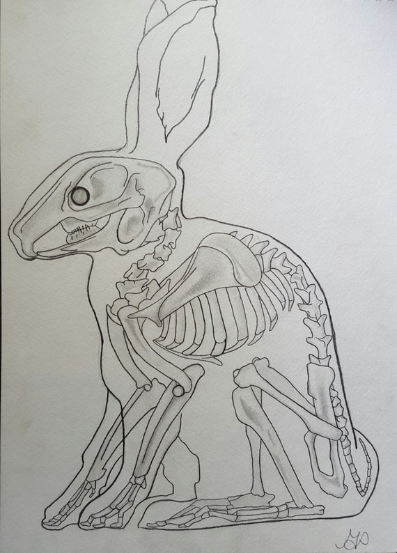 Items similar to Rabbit Skeleton, 8x10 print on Etsy