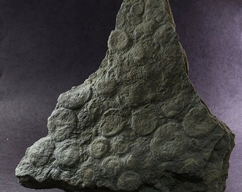 Nemiana simplex, Ediacaran, Podolia, Ukraine