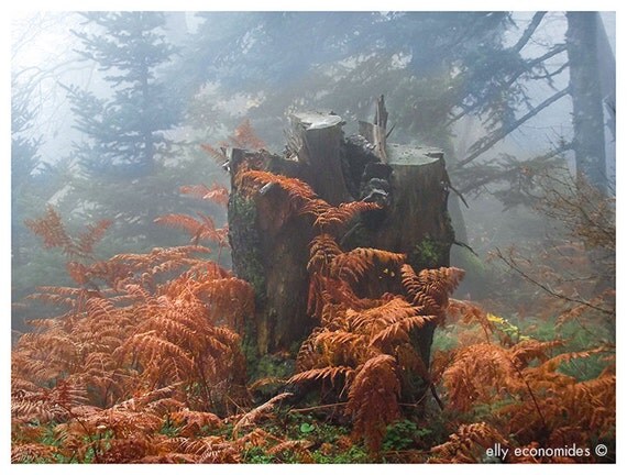 forest fairytale woodland misty wall art kids room elves fine art photography orange Into the woods, 030. 'Into the Woods'