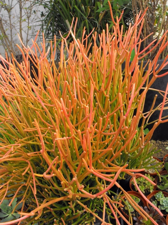 30 SUCCULENT CUTTINGS Firesticks Euphorbia by brilliantnursery