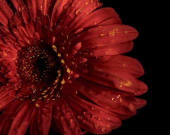 4. PHOTOGRAPHY. FLOWER. Gerbera. Decoration wall. Home decoration. Poster. Lamina.decoracion of Interior.