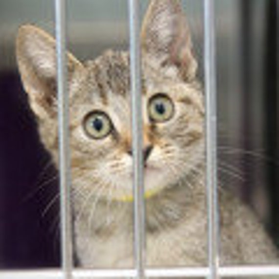 ALLEY CAT ALLIES Local Cat Rescue Group