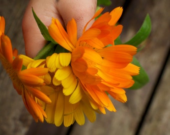 Calendula Seeds - Naturally Grown Edible Flowers and Medicinal Herb