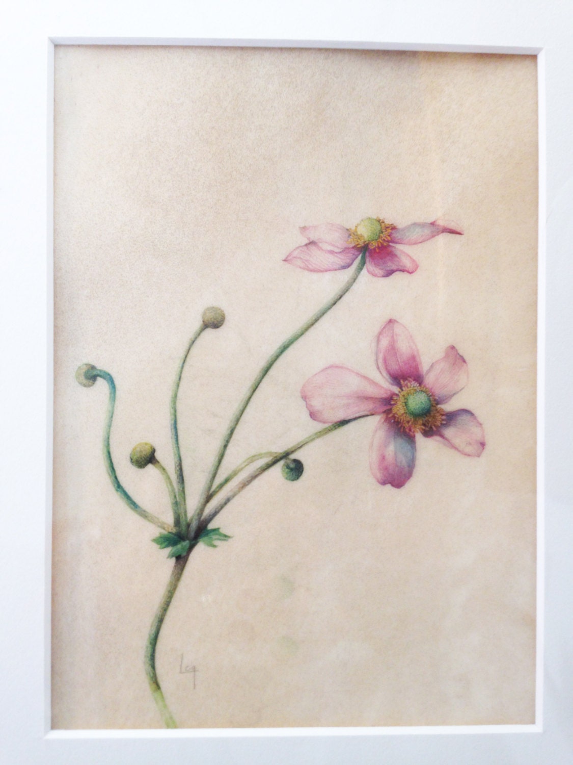 Original Botanical Watercolor on vellum of by LaraCallGastinger