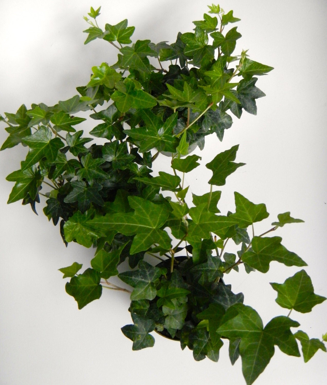 English Ivy Potted Plant Trio Three Healthy 2 by CoastalMoss