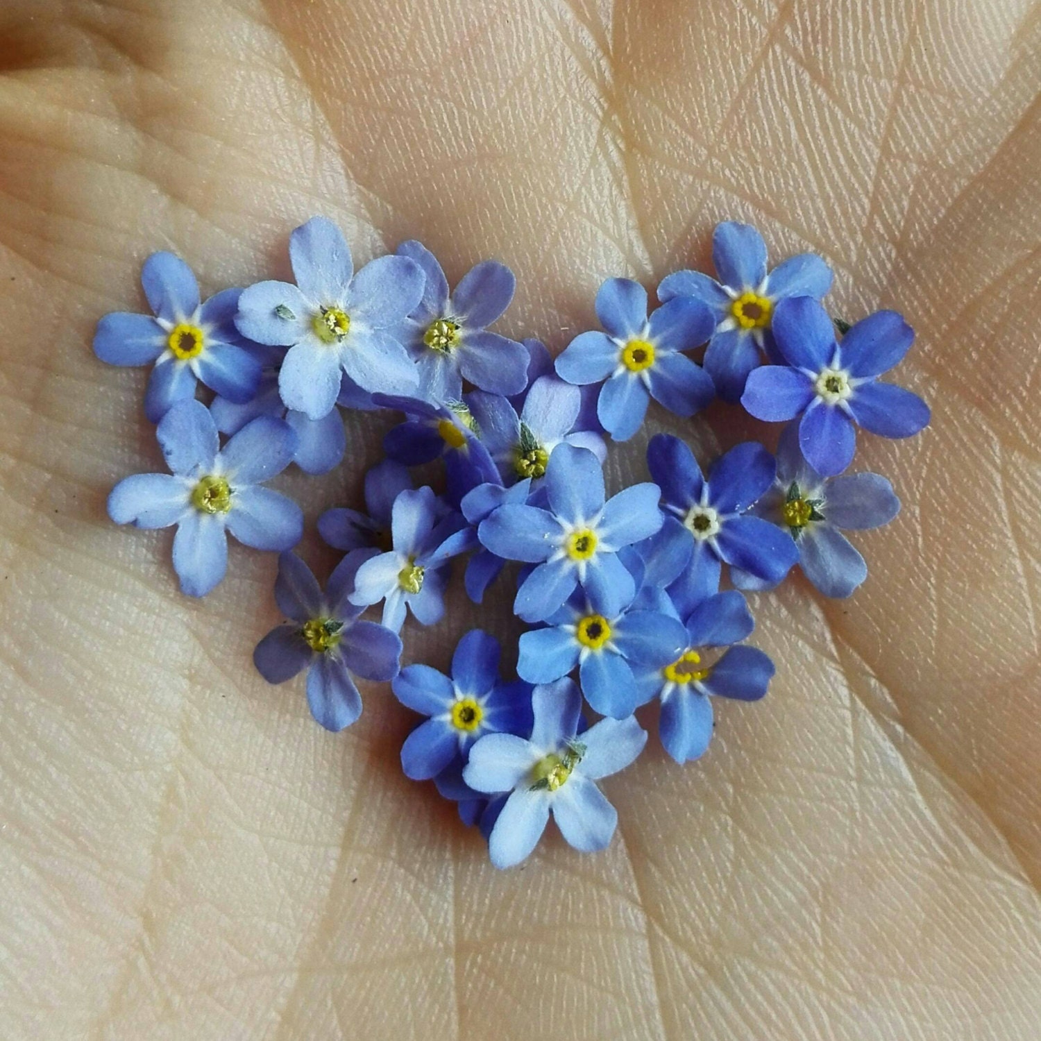 Blue Resin Pressed Flowers Earrings. Sterling by ...