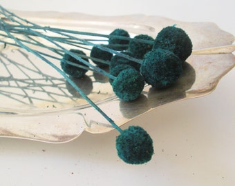 10 Blue Green Billy Balls, Teal Billy Buttons, Crespedia, Craspedia, 10" stems for crafting, DIY projects, Fall Decor