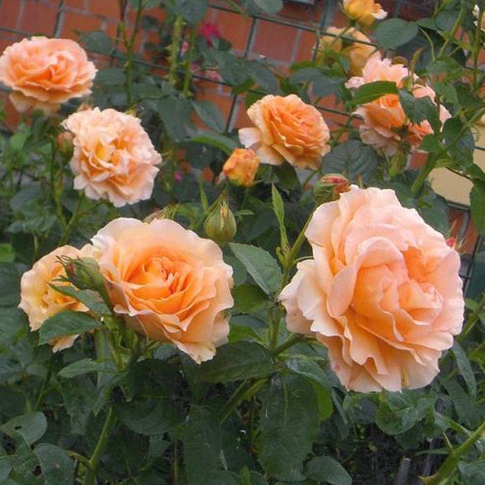 Polka climbing rose | Climbing roses, Beautiful flowers, Orange roses