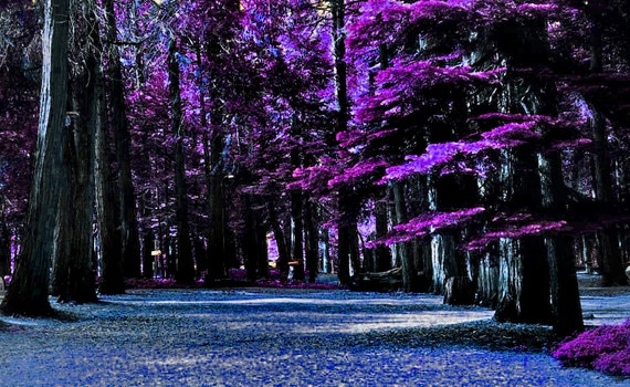 Magical Purple Forest a Clearing in the Woods Blue Foggy
