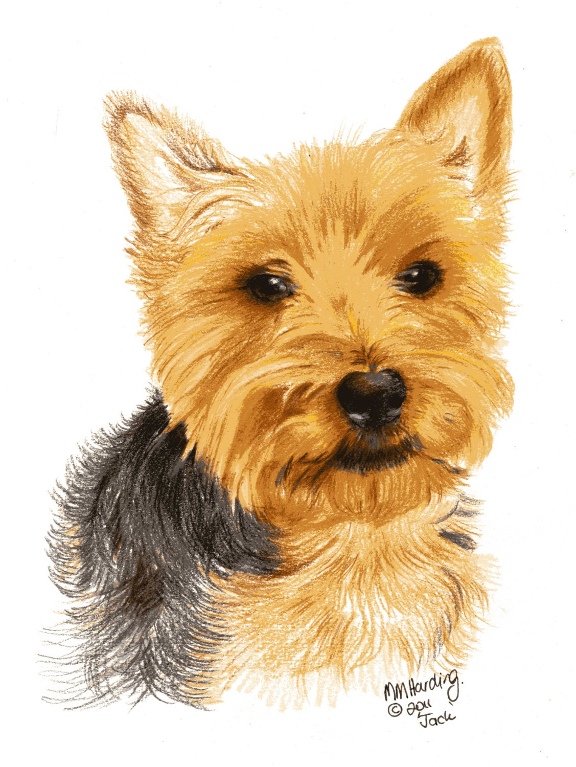 Yorkshire Terrier Drawing Coloured Pencil Drawing of A