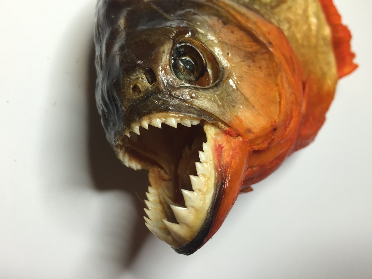 Real Taxidermy PIRANHA upto 28cm 11 UK Dry Red