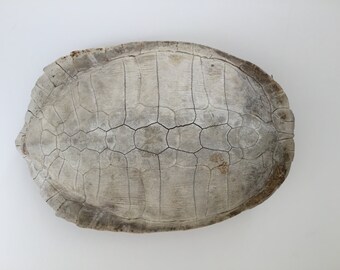 Items similar to Mounted Musk Turtle Shell Specimen - Natural Curiosity ...