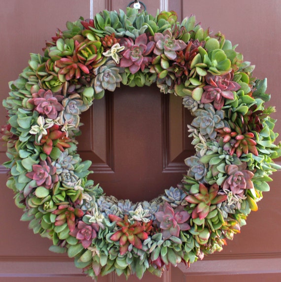 20 Living Succulent Wreath Succulent Arrangement