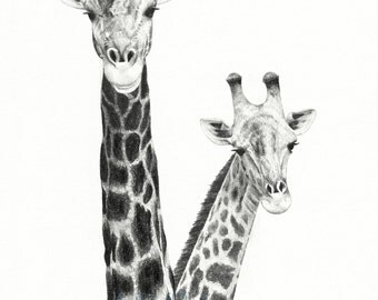 Giraffe Drawing, Two Giraffes Fine Art Pencil Drawing, Giraffe Art, African Animal Drawing, Animal Art