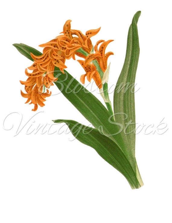 Botanical Illustration Orange Blossom