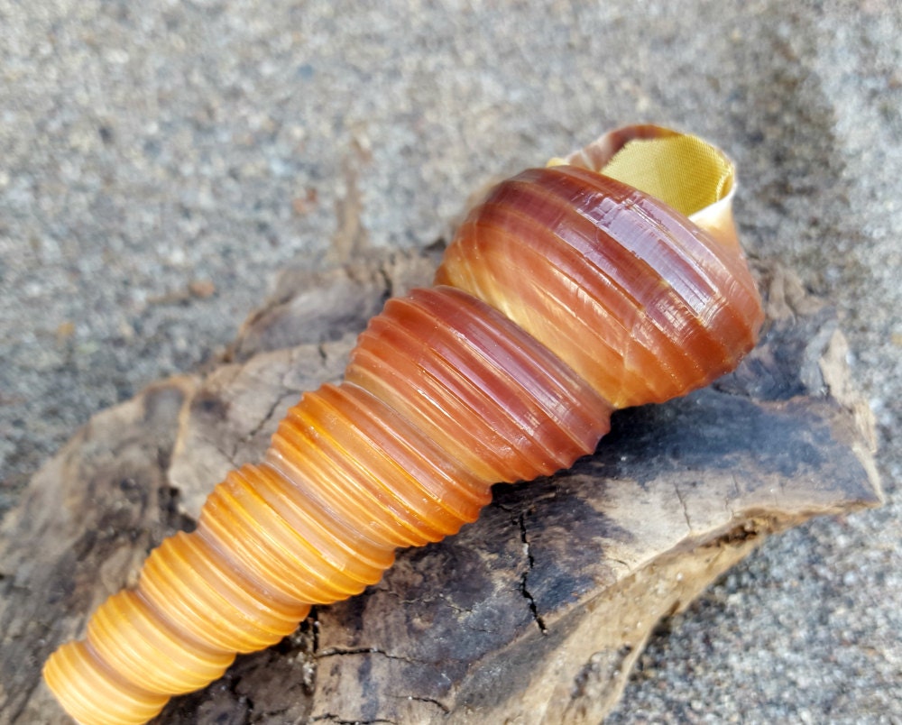 Pipe Smoking Pipe Seashell Pipe Shell Pipe Tereba