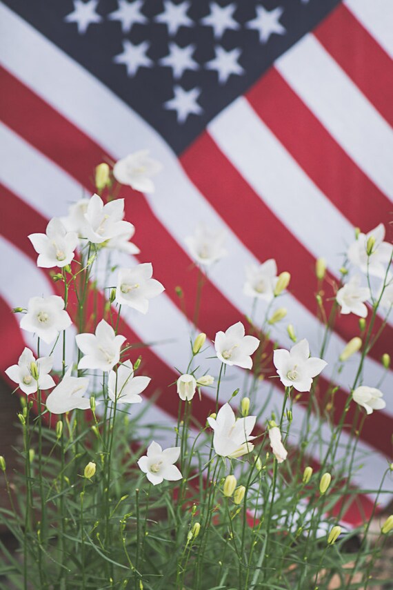 American Flag Flowers Photograph Fine Art by ShutterTreePhotos