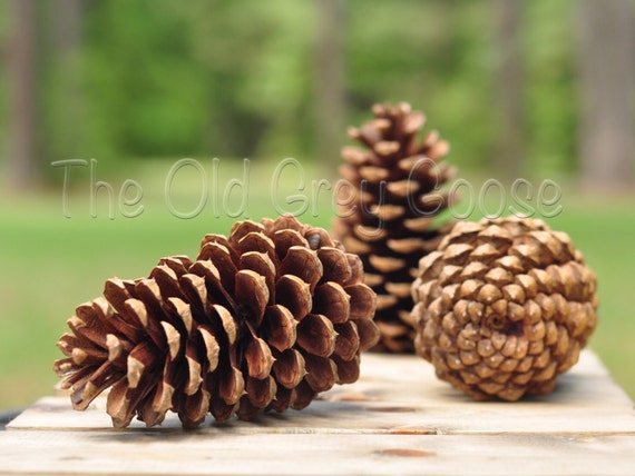 Bulk Pine Cones / 200 Large Pine Cones / 3 4