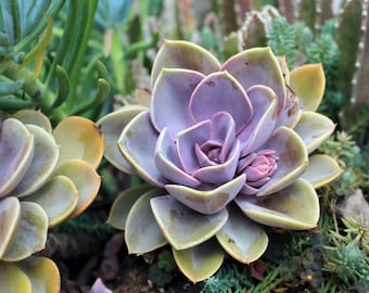 Nature Photography | Succulent Plant