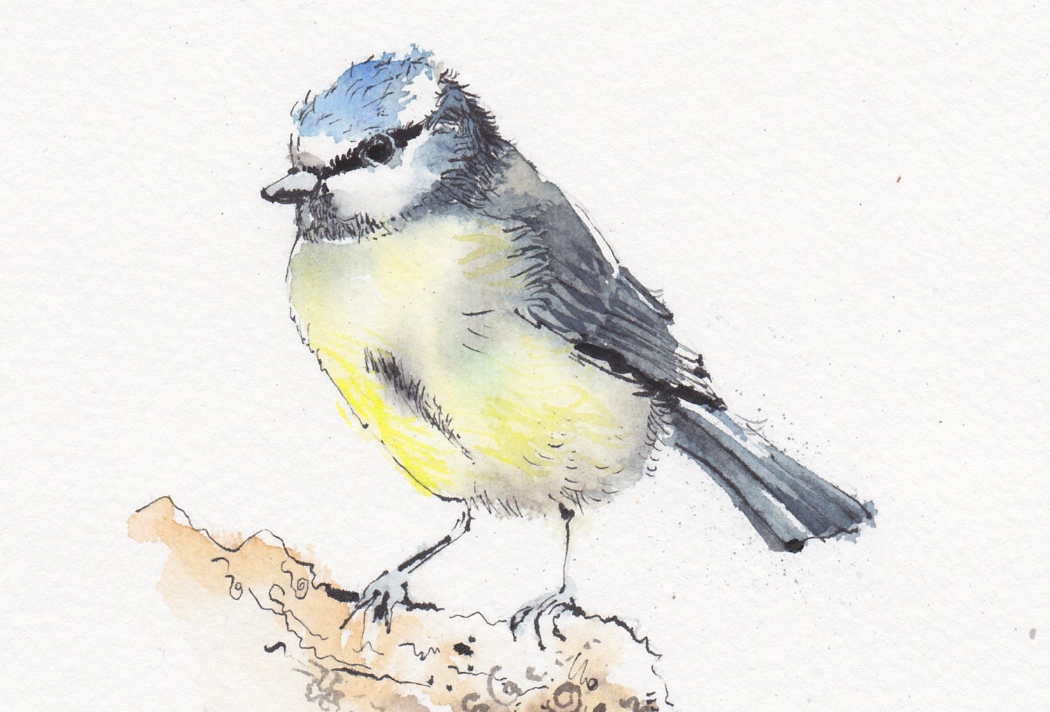 Bluetit on bark Daily Bird Original pen & by TheArtfulSplodger