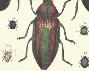 1857 Antique Beetles Insects Bugs Print Hand Colored Engraving German Original