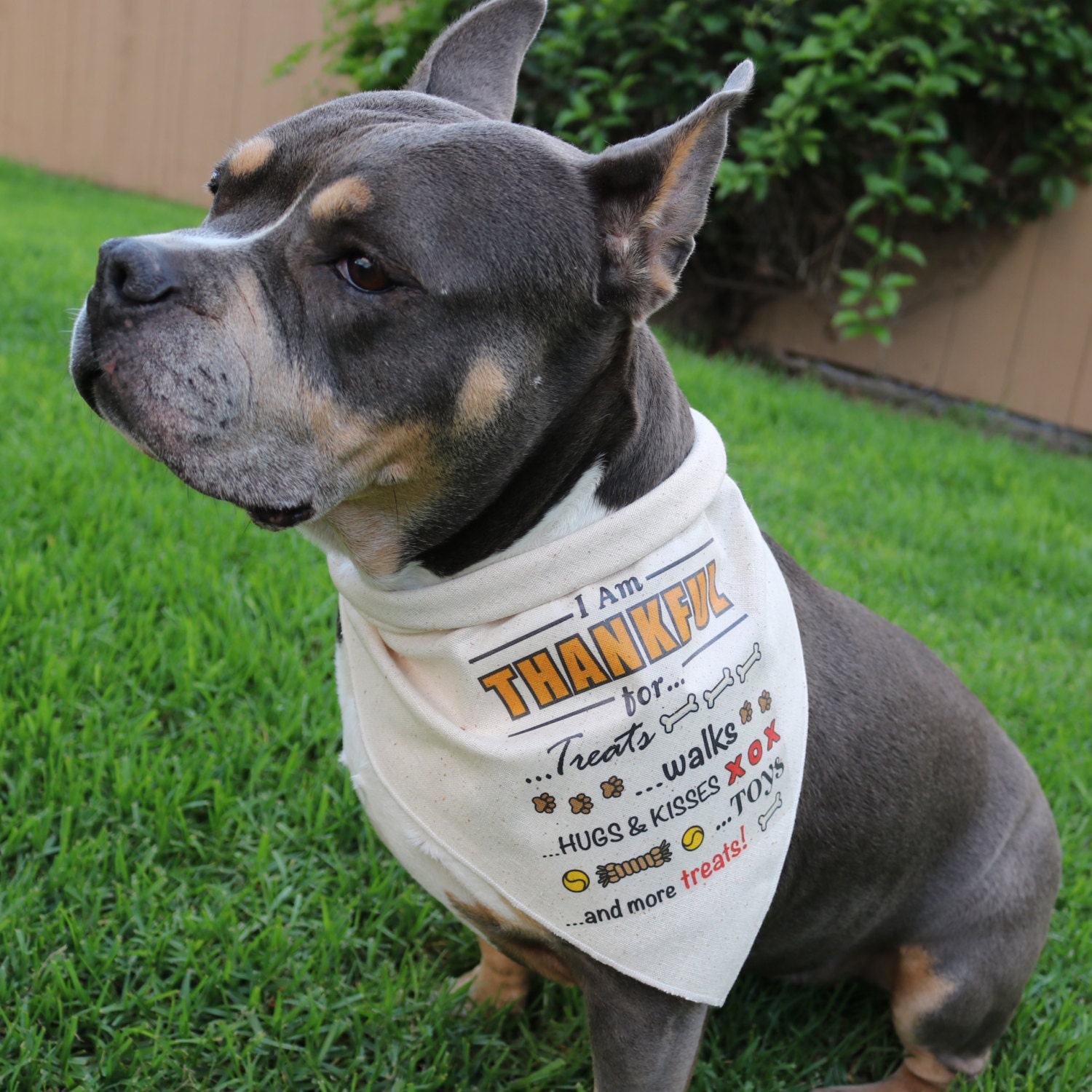 Thanksgiving Dog Bandana Thankful for Treats Walks Hugs