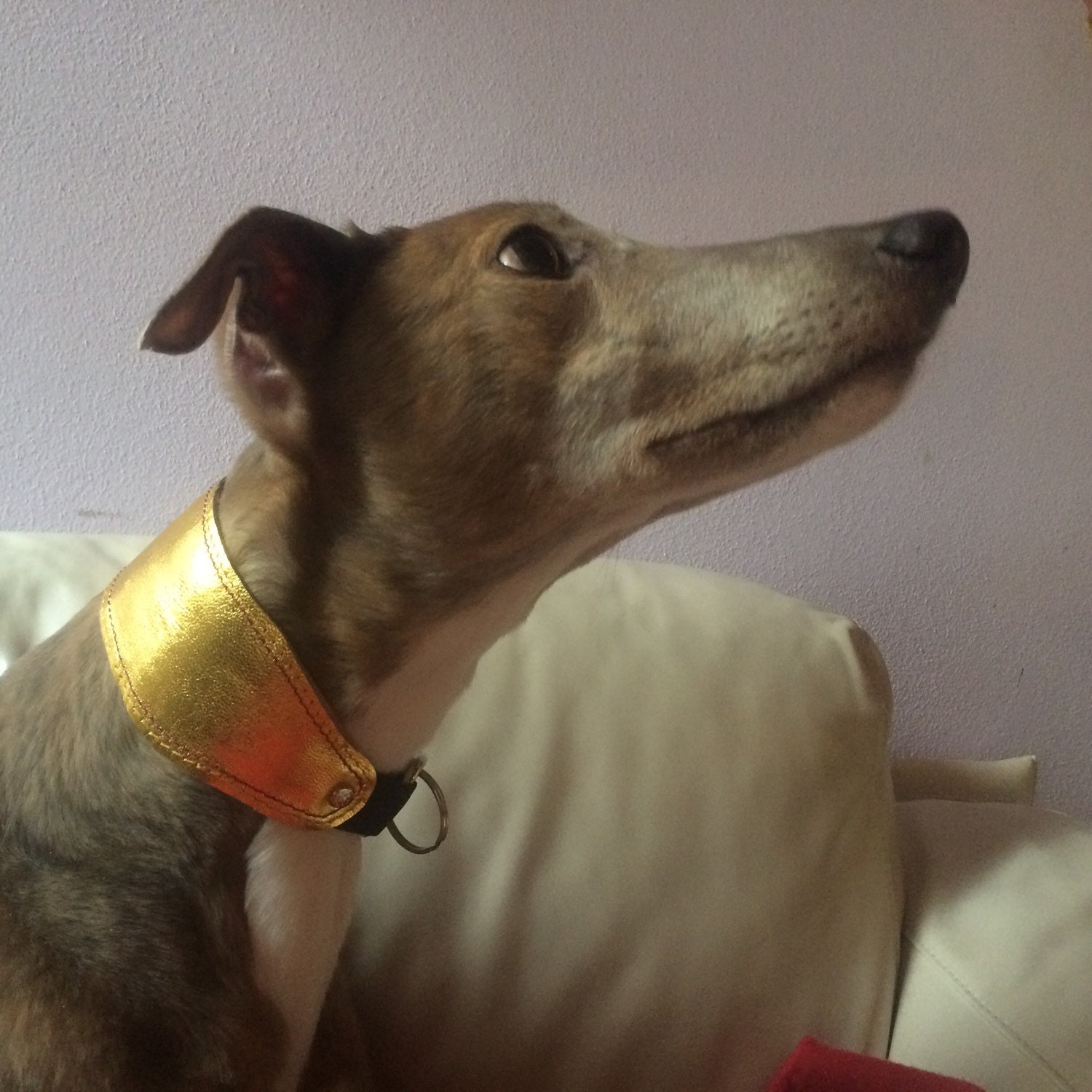 Greyhound Galgo Whippet Lurcher collar GOLD leather dog