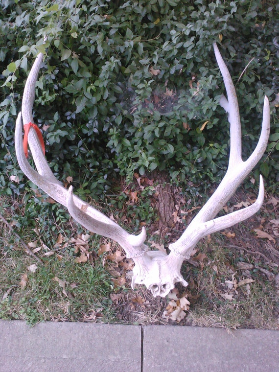 AllNatural Bull Male Elk Rack 5x5 Wild por ElkCountryLDhaseleer