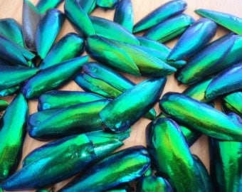 Emerald Elytrons (wings) of Real Jewel Beetle wings Elytra Sternocera. Art material. Craft material. Jewelry making materials