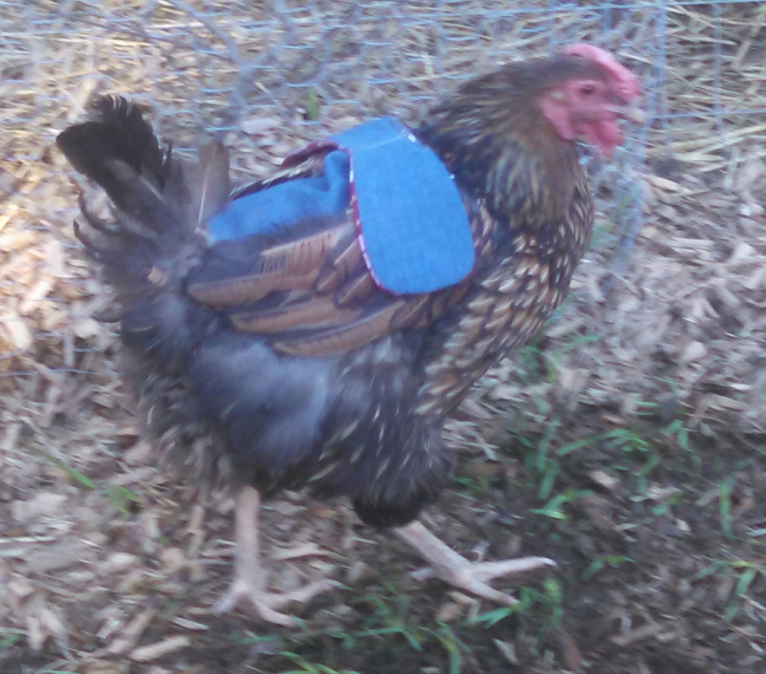 Chicken Saddle with Wing Protectors/Chicken Apron with Wing