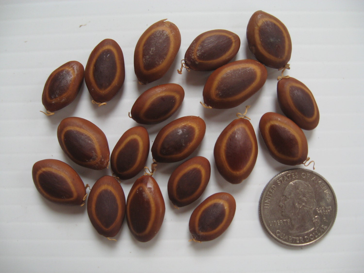 Monkey Ear Pod Seeds For BEADSundrilled Enterolobium   Il Fullxfull.1026917493 Lqbg 