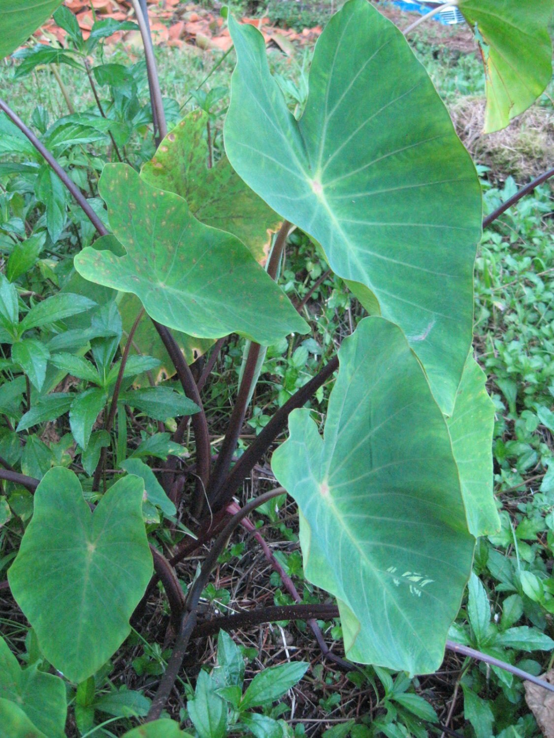 Eleele Naioea Edible Taro / Colocasia Esculenta
