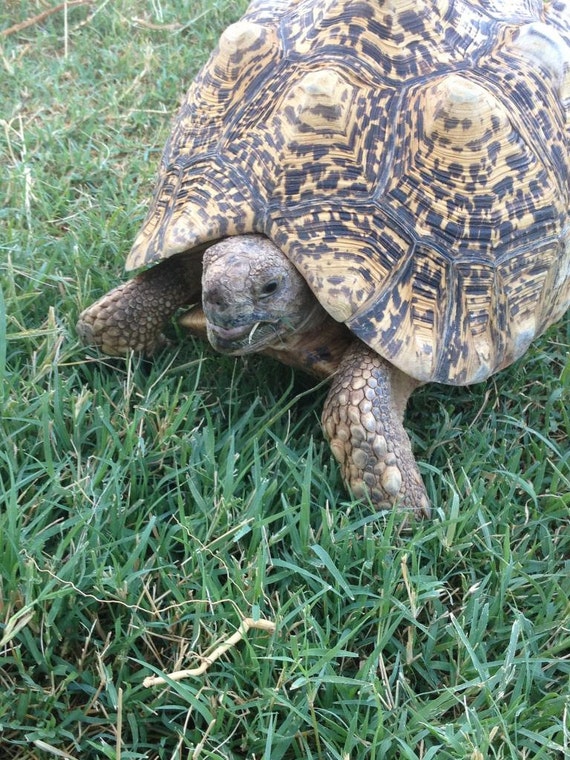 African Grasses Tortoise Blend 20012800 seeds Sulcata