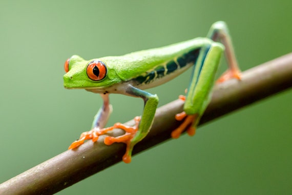 Red-eyed Tree Frog Frog Print Frog Image Tree Frog