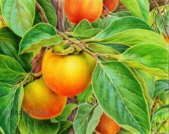 Persimmon drawing. Color pencil drawing. Color pencil art Giclée print. persimmon print. Fruit print. 8"x10" or 11"x14"