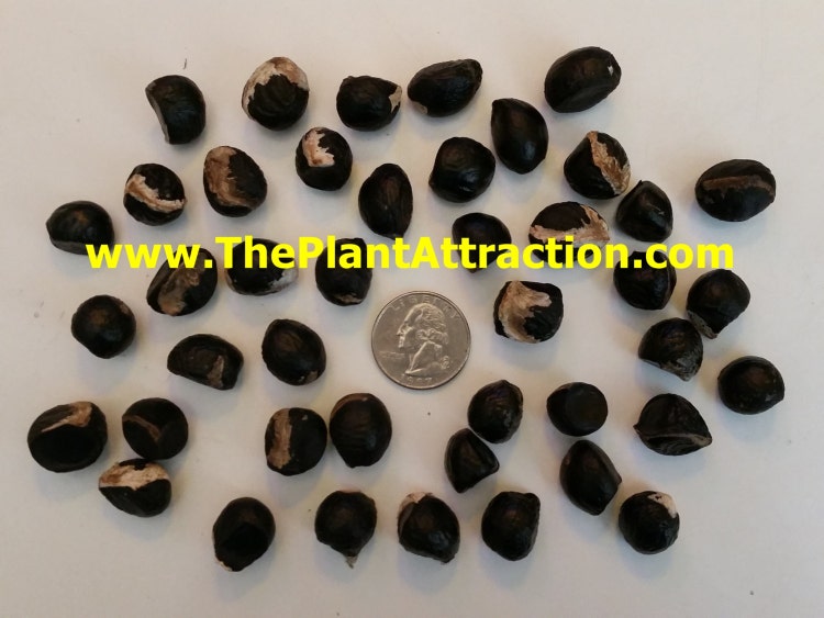 Calodendrum Capense 4 Seeds African Cape by ThePlantAttraction