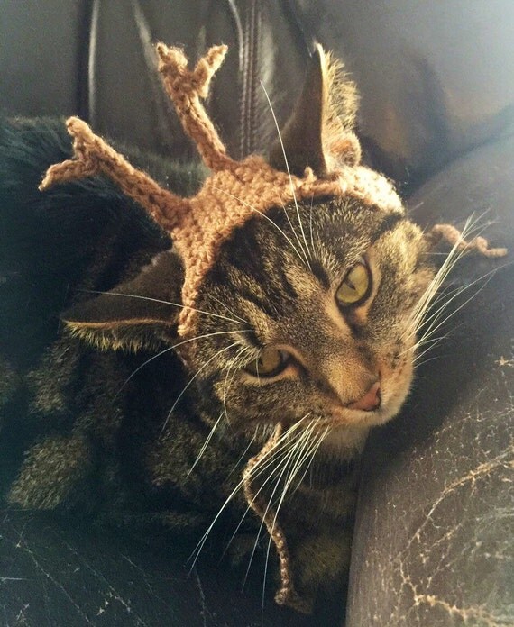 Big Buck cat hat