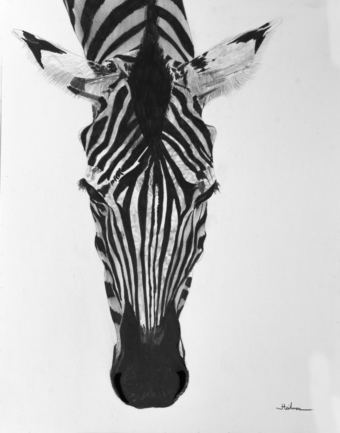 ORIGINAL Realistic Zebra Pencil Drawing in graphite pencil on