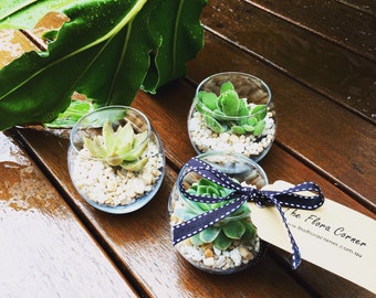 20 Succulents Wedding Favours Wedding Bombonieres