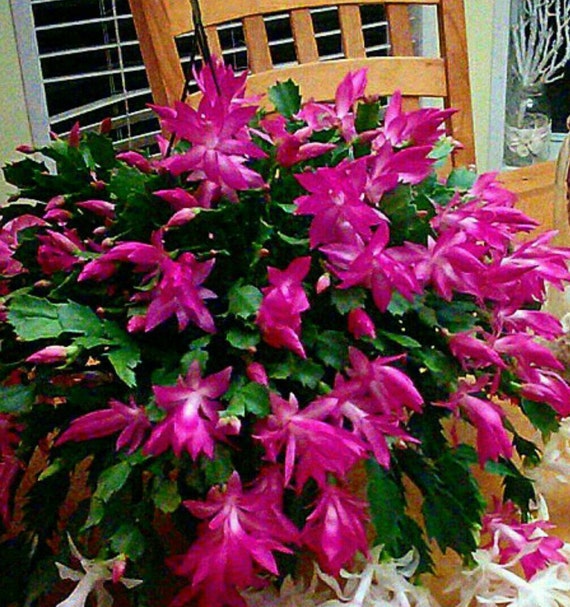 Christmas Cactus 8 Hanging Basket Pink Red by TropicalsAndExotics