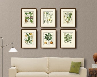 Vintage Botanical Print Set No. 1, Natural History Illustration, Victorian, Wall Art, Wall Decor, Multiple Sizes